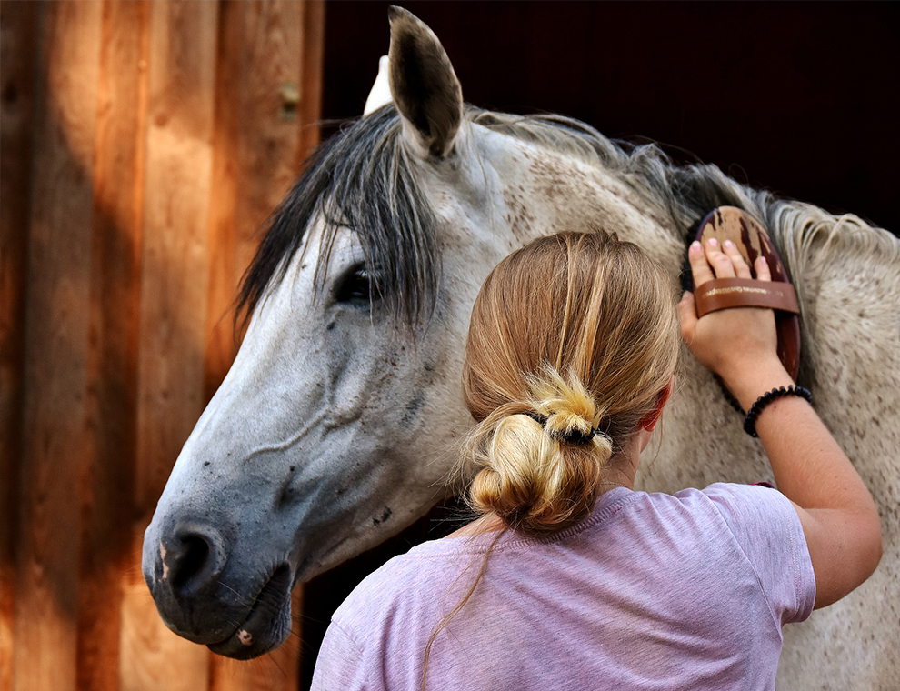 Reiten